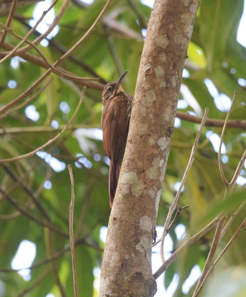 Cocoa Woodcreeper - ML24687521