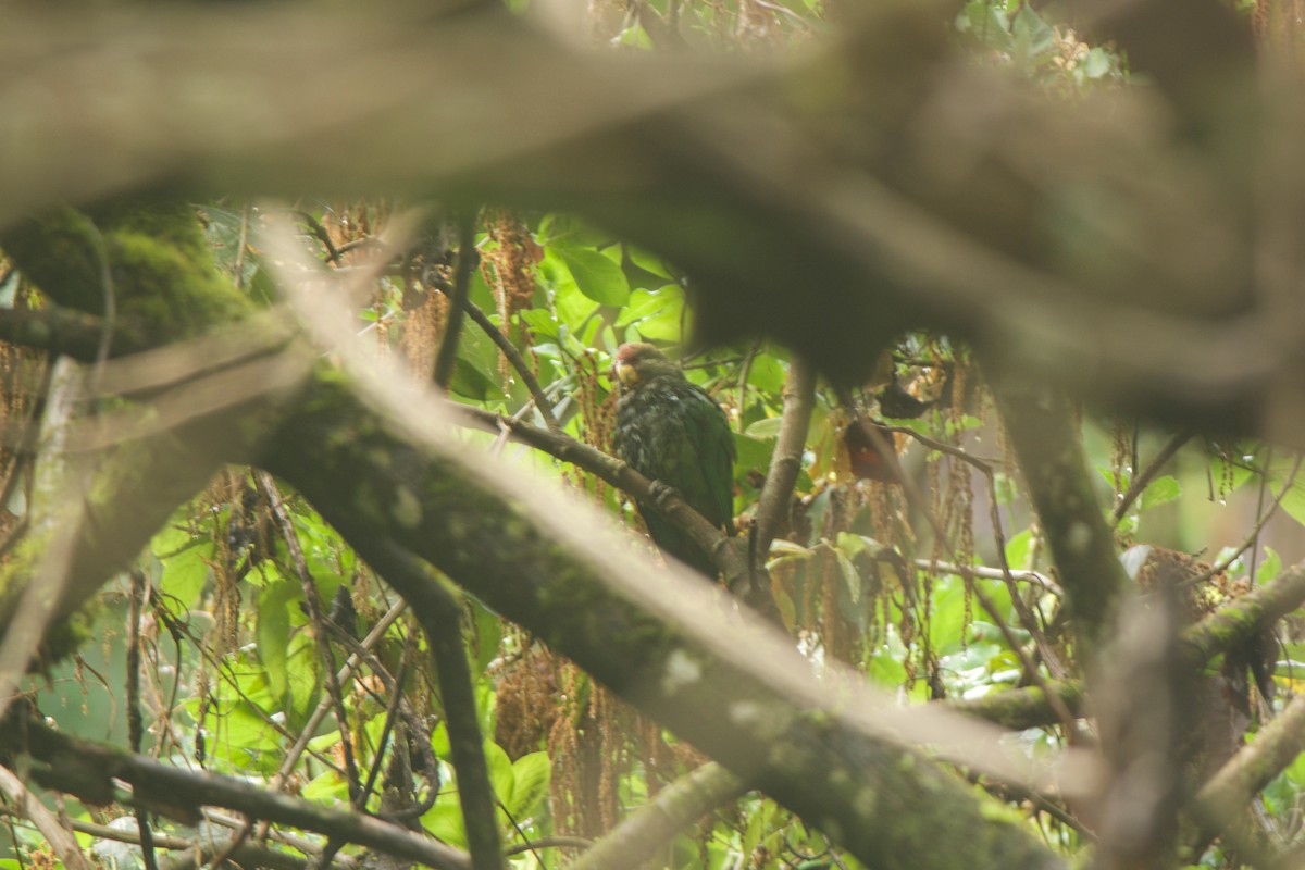 Speckle-faced Parrot (Plum-crowned) - ML246875471