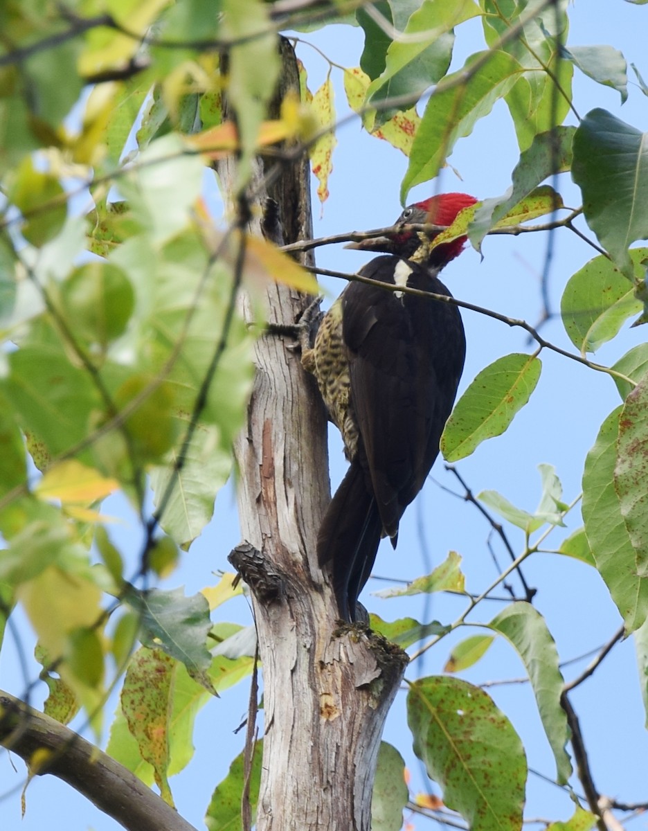 Lineated Woodpecker - ML24687551