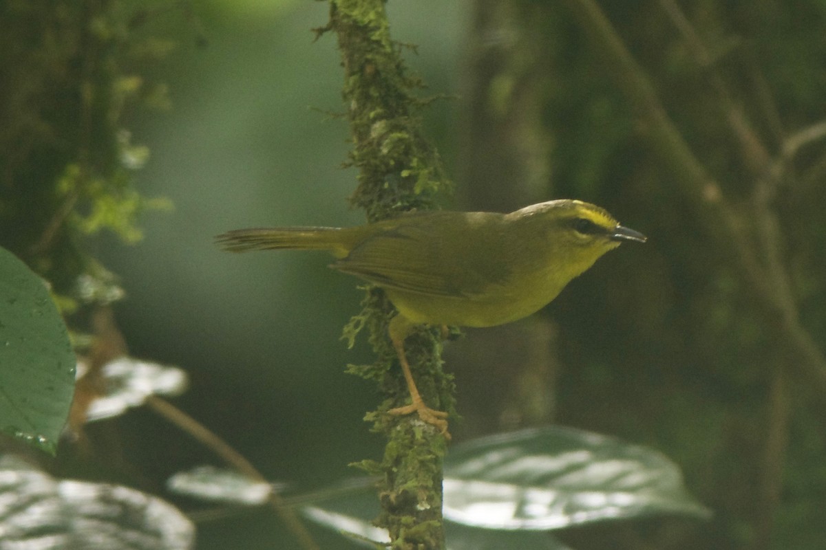 Pale-legged Warbler - ML246875891