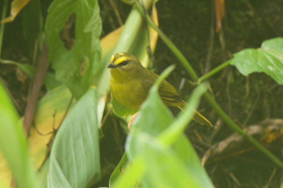 Pale-legged Warbler - Cory Gregory