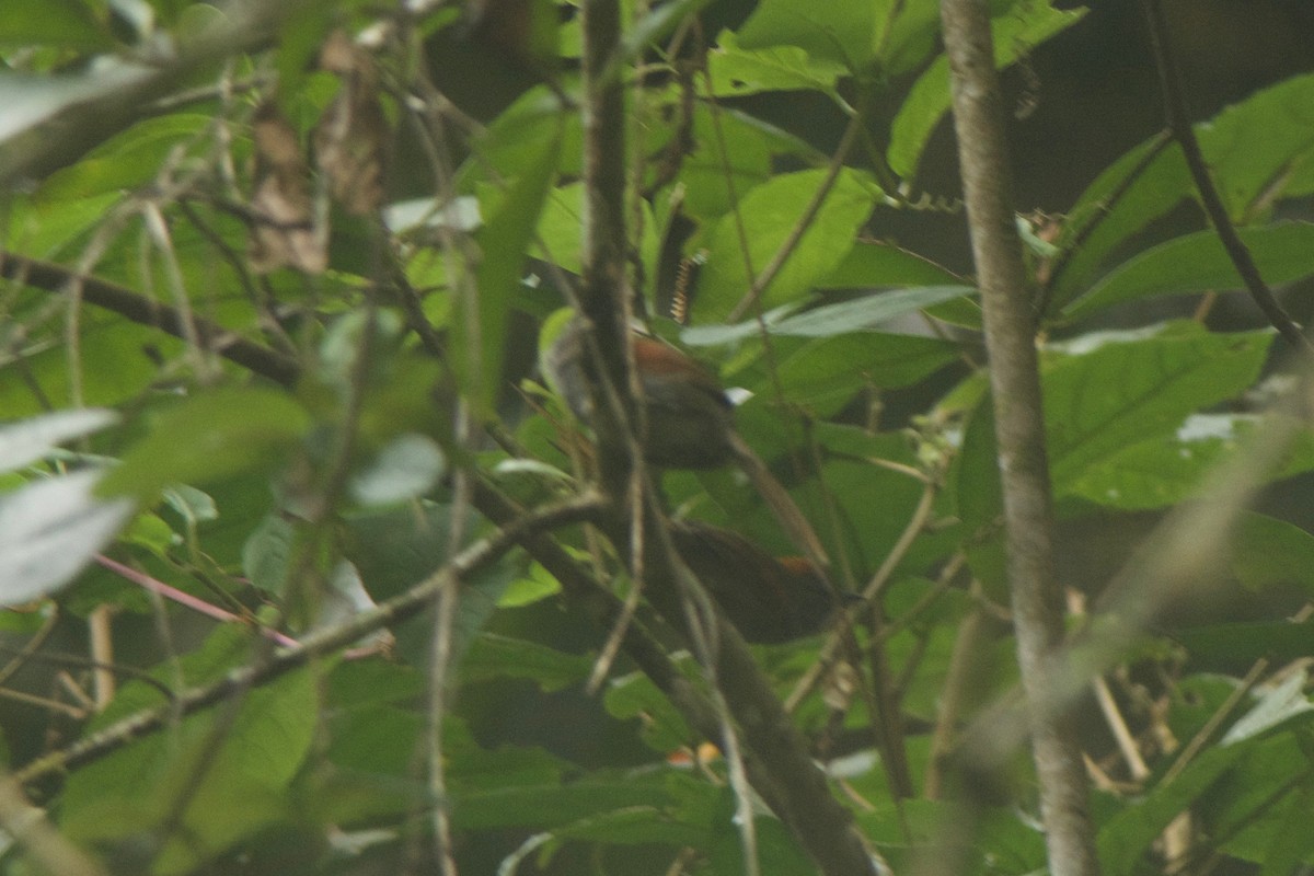 Azara's Spinetail - Cory Gregory