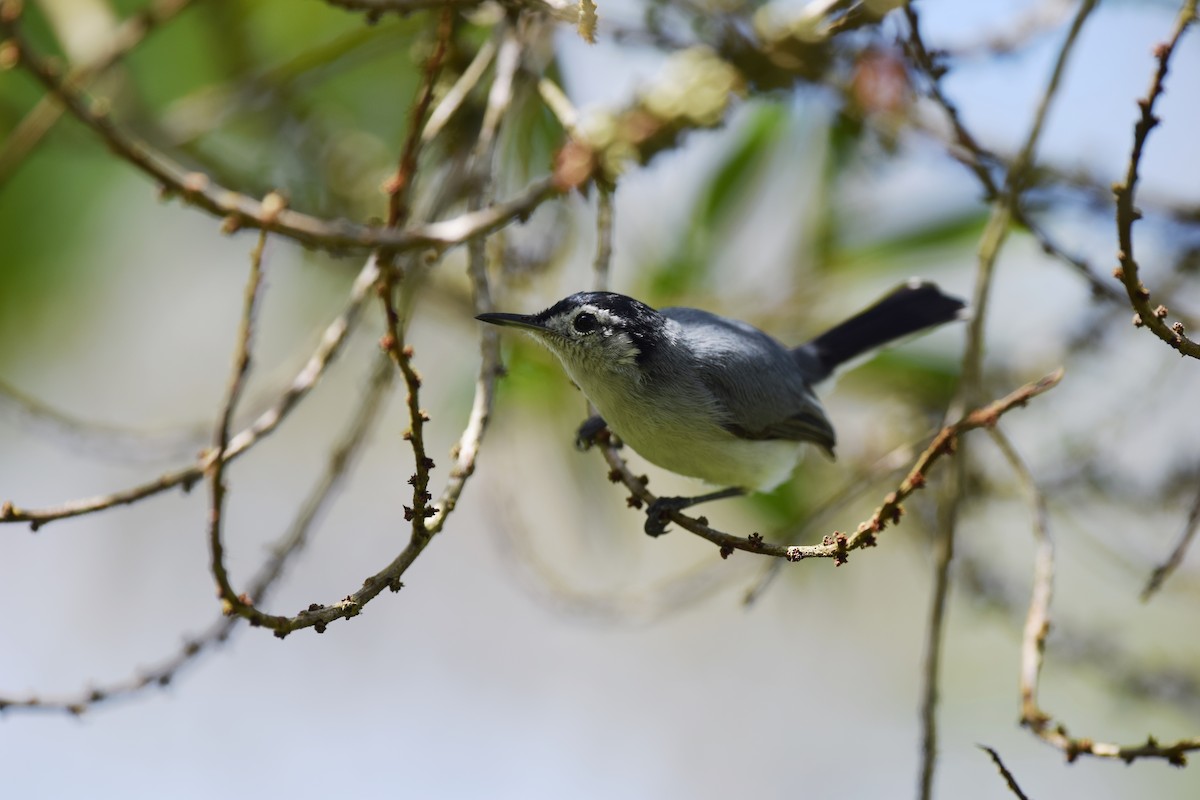 White-browed Gnatcatcher - ML24687621