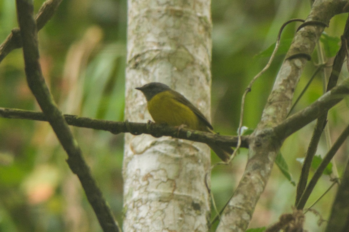 Russet-crowned Warbler - ML246876271