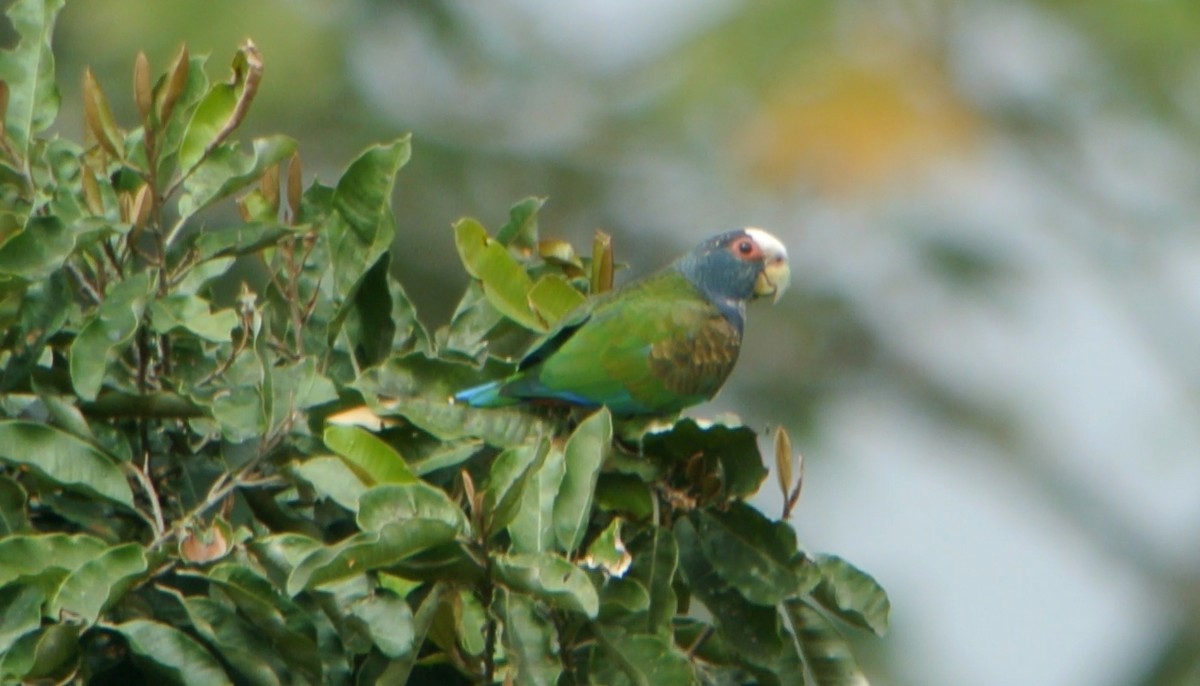 White-crowned Parrot - ML24687681