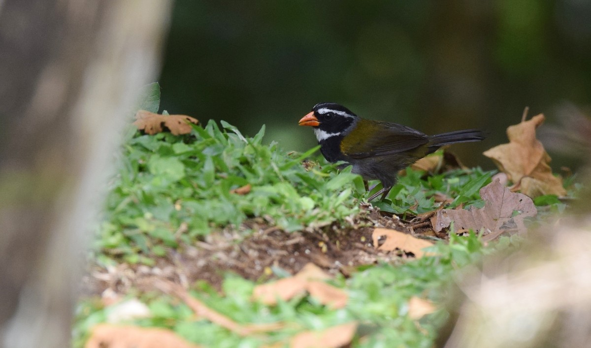 Orange-billed Sparrow - ML24687721