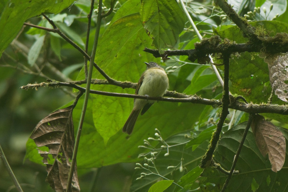 Inca Flycatcher - ML246877421