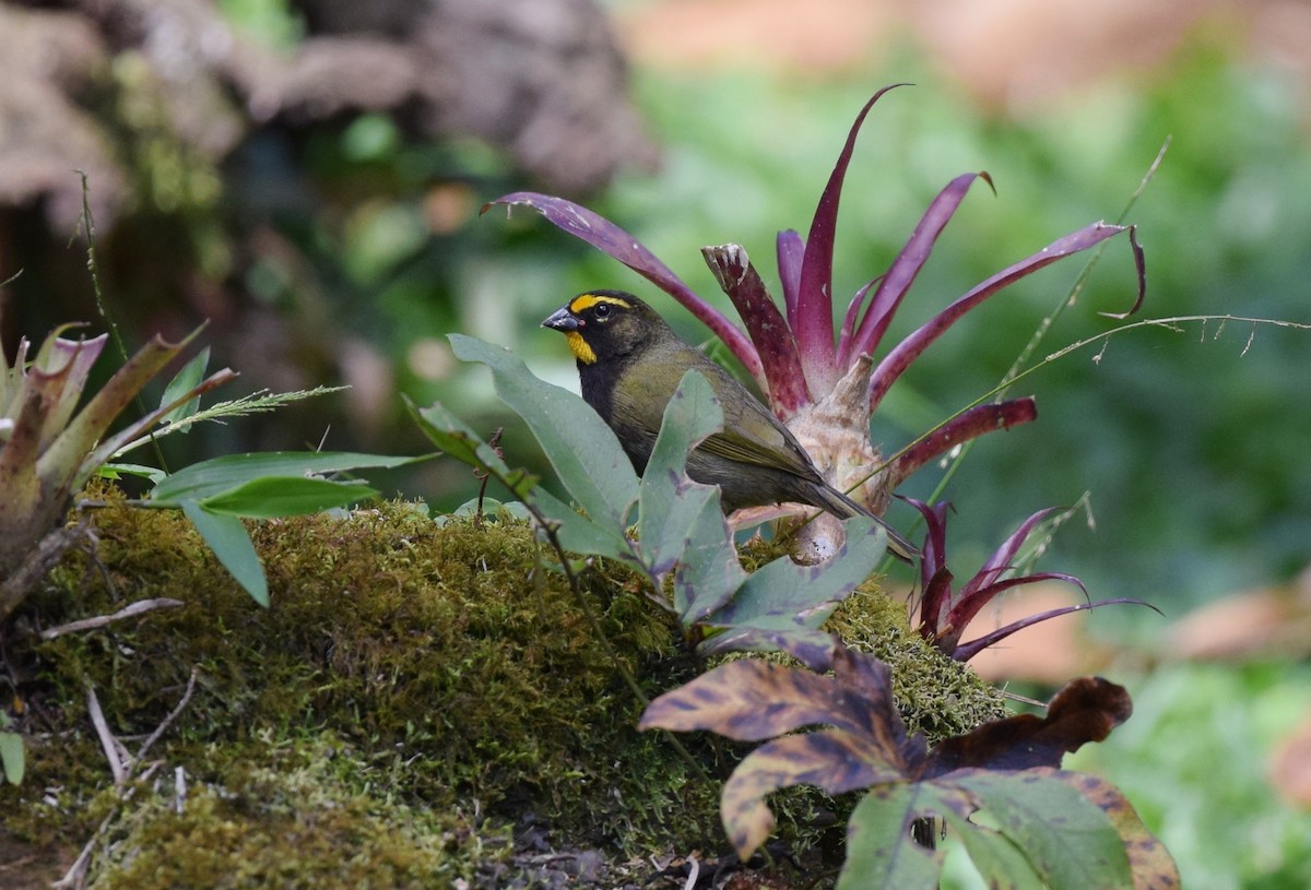 Yellow-faced Grassquit - ML24687761