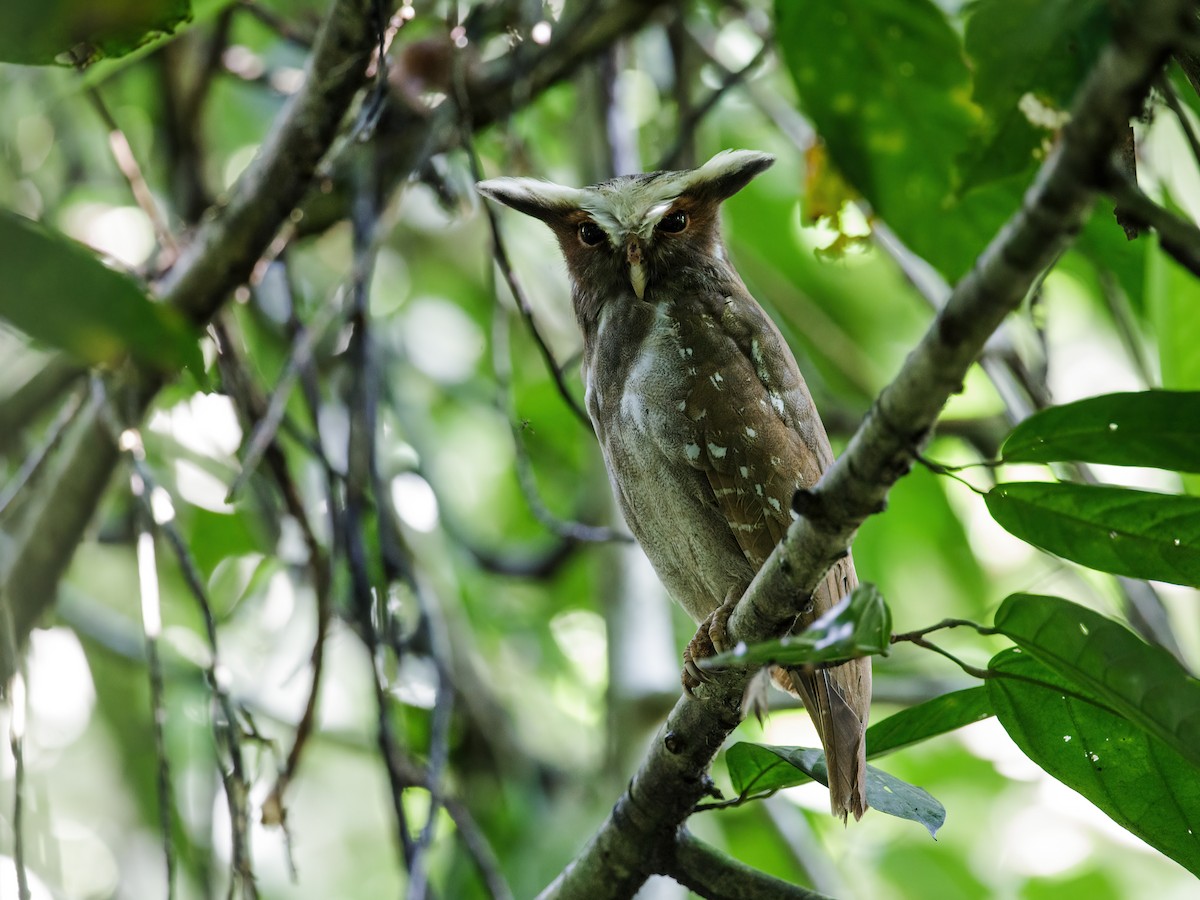 Crested Owl - Nick Athanas