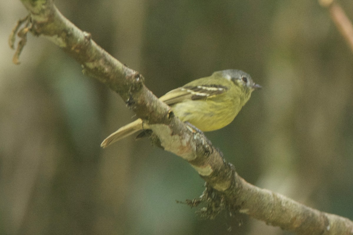 Ashy-headed Tyrannulet - Cory Gregory