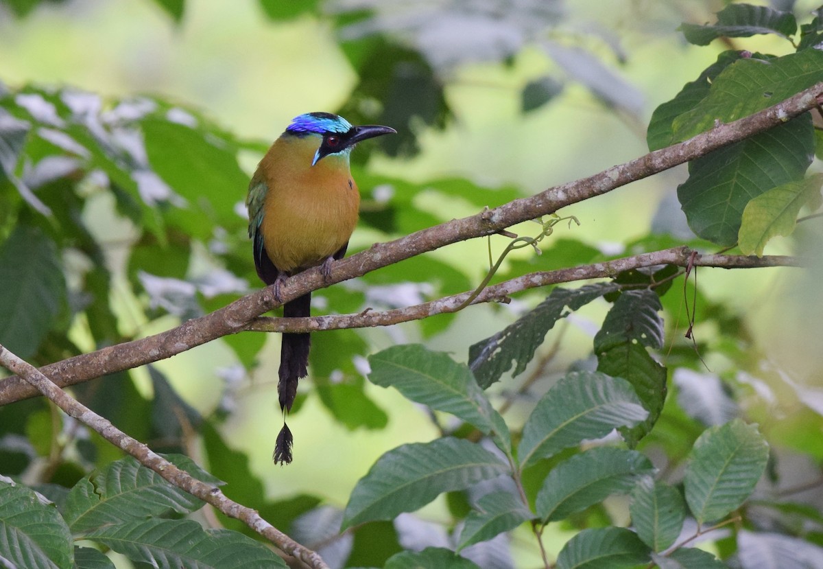 Lesson's Motmot - ML24687871