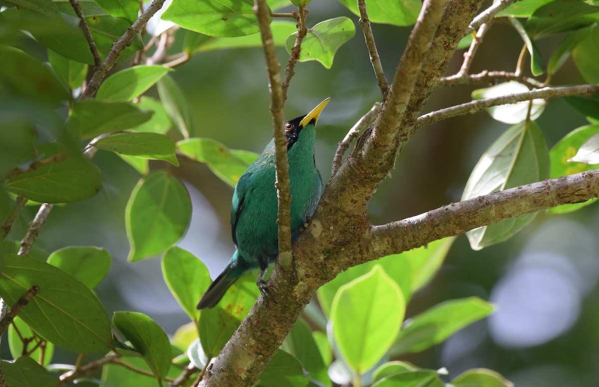 Green Honeycreeper - ML24687891