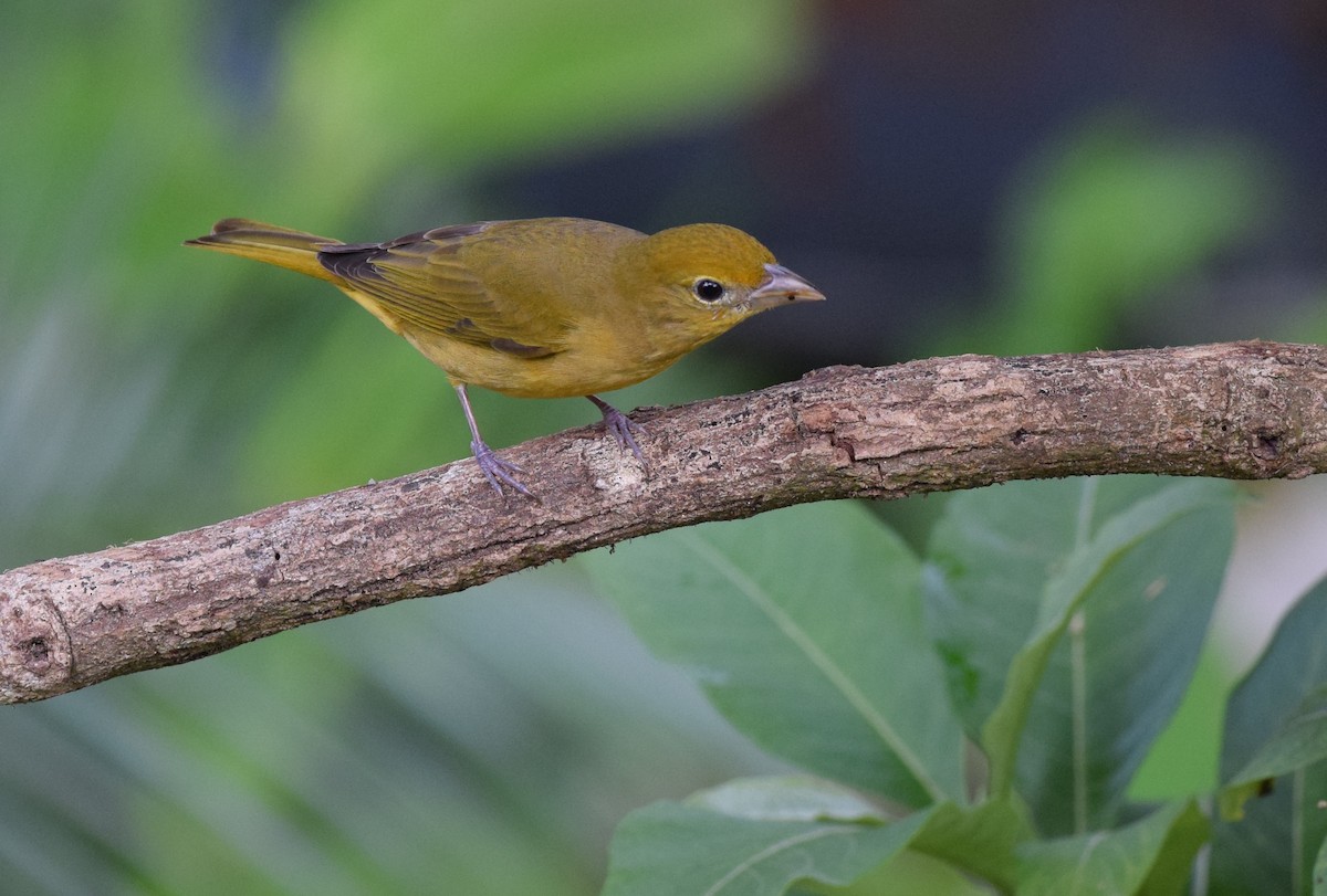 Summer Tanager - ML24687911