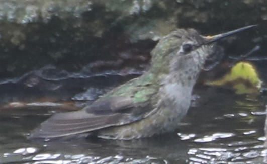 ub. kolibri (Trochilidae sp.) - ML246879201