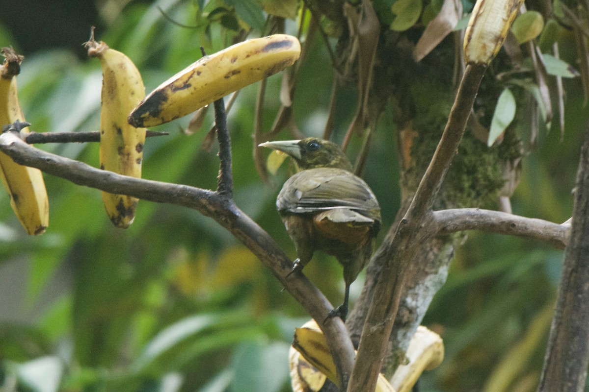 Dusky-green Oropendola - Cory Gregory