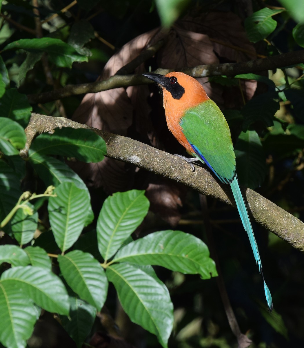 Rufous Motmot - ML24687981