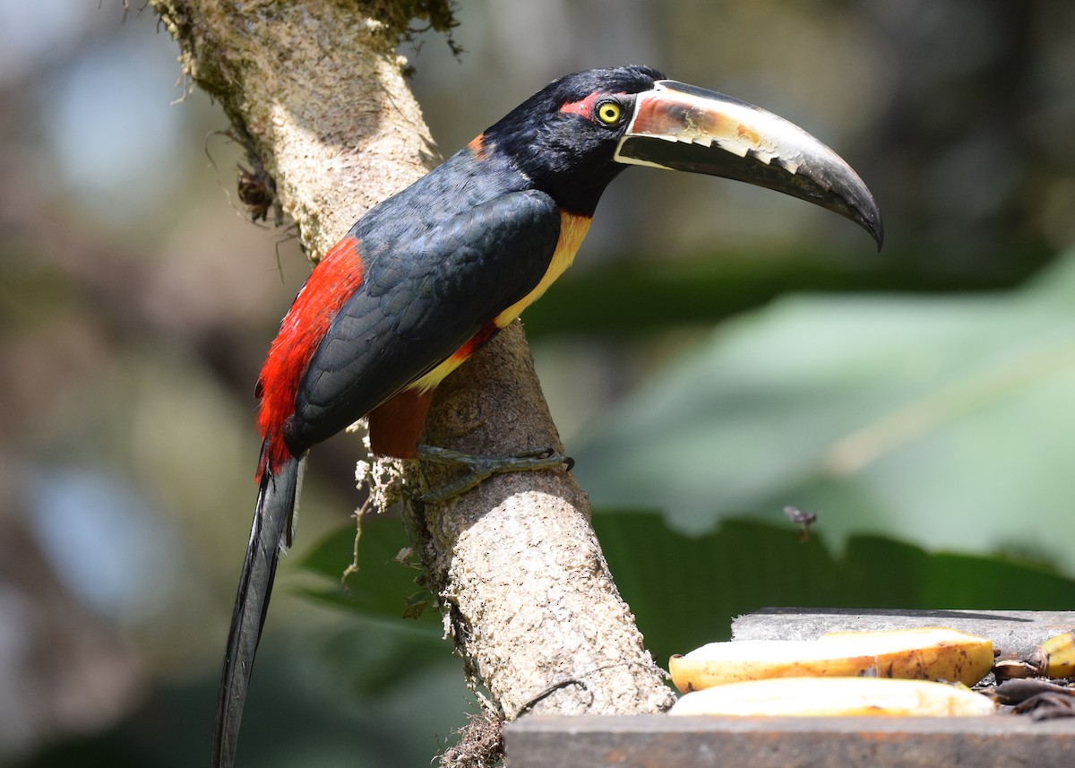 Collared Aracari - ML24688001