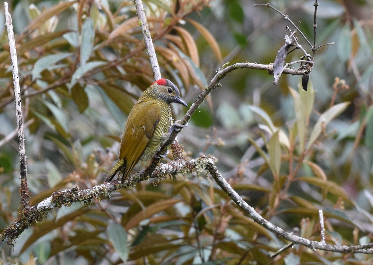 Golden-olive Woodpecker - ML24688121