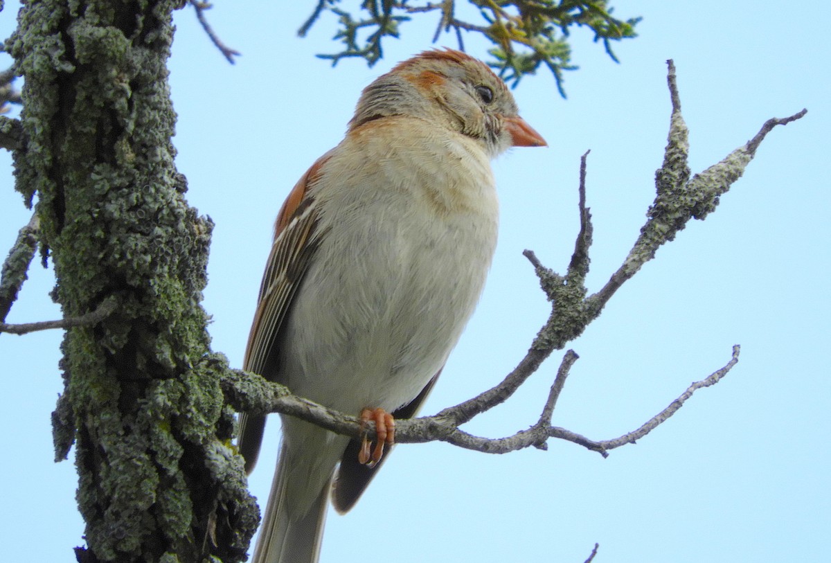 Field Sparrow - ML246882841