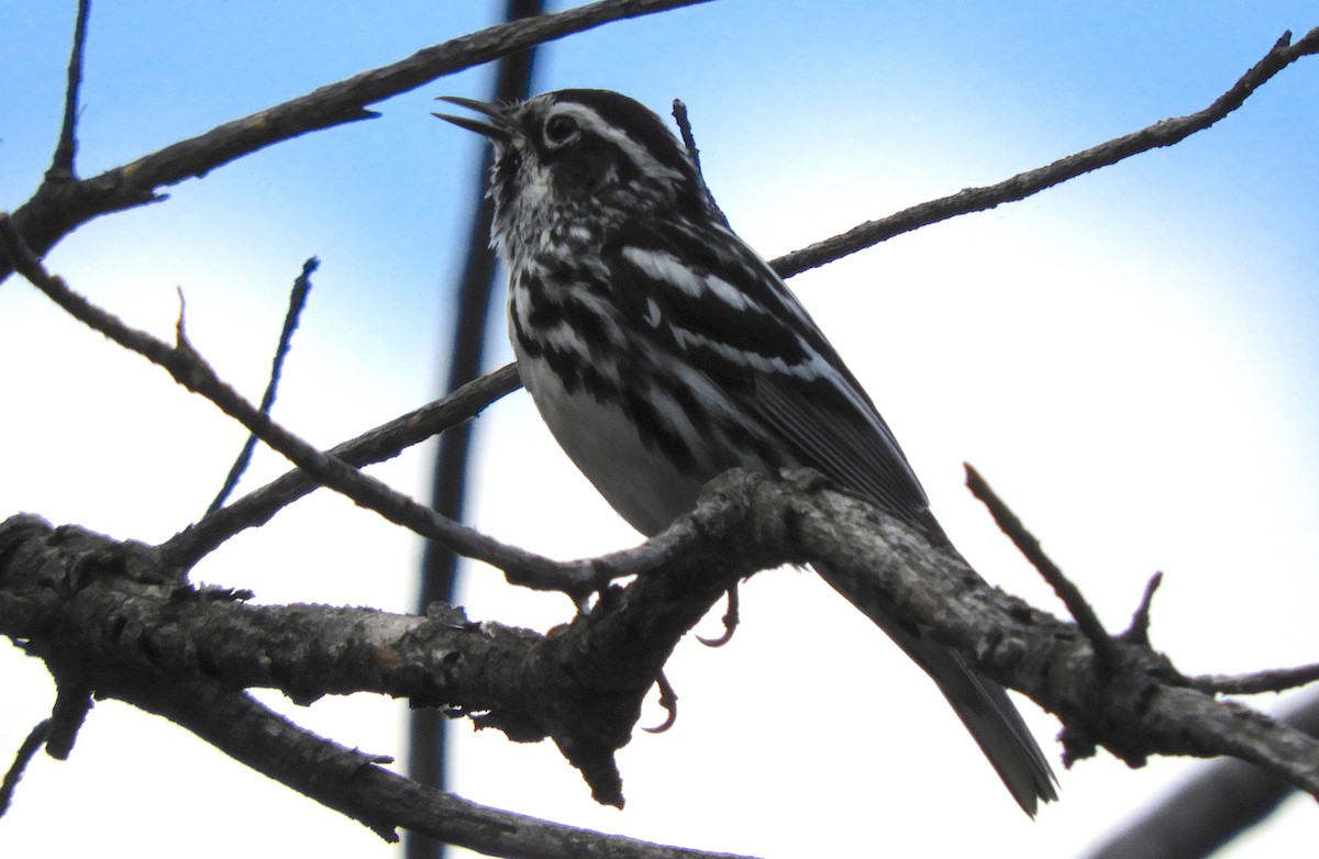 Black-and-white Warbler - ML246883021