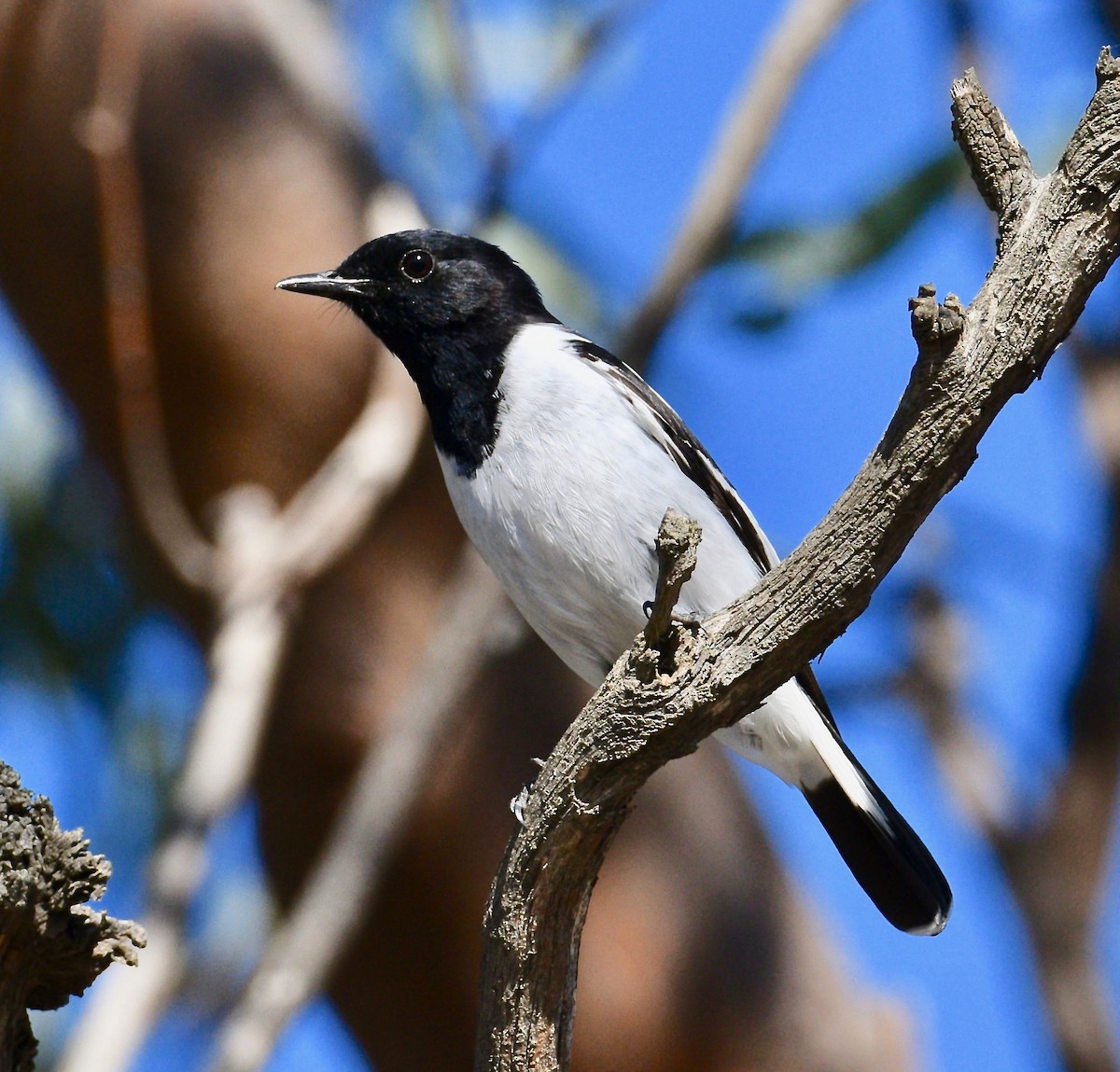 Hooded Robin - ML246885191