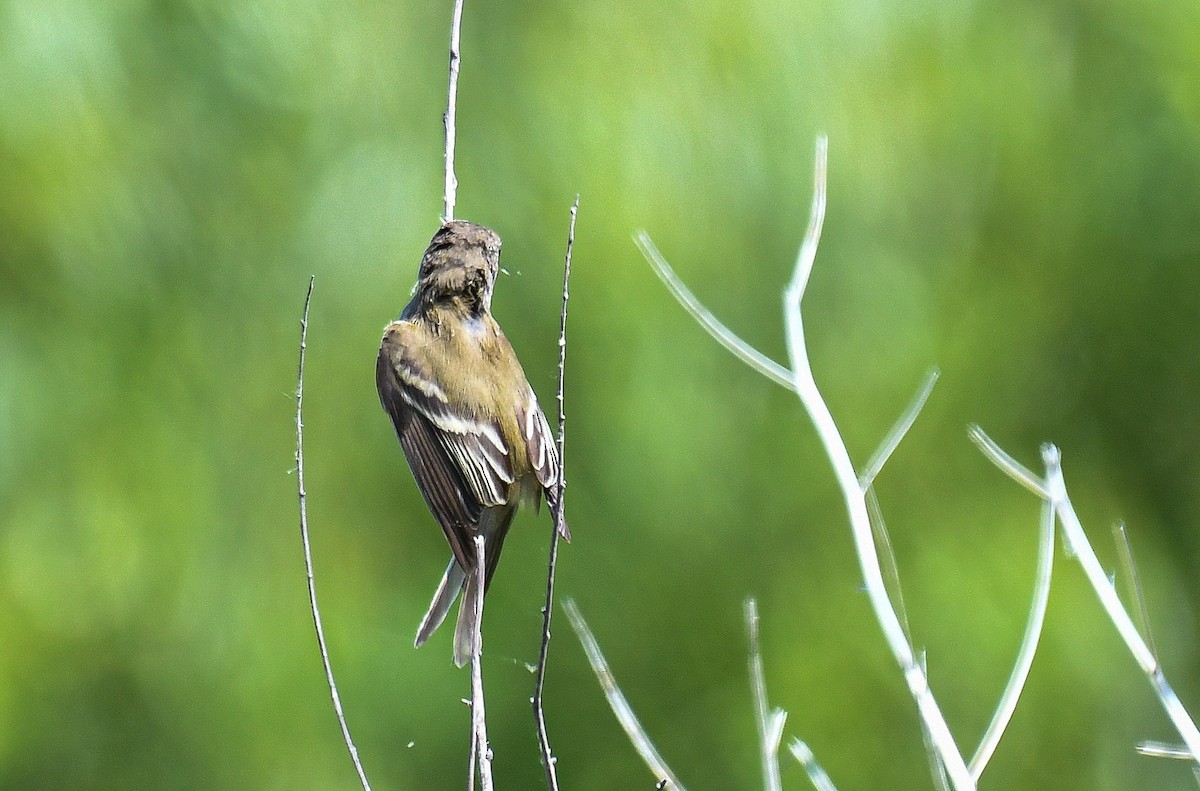 Willow Flycatcher - ML246887551