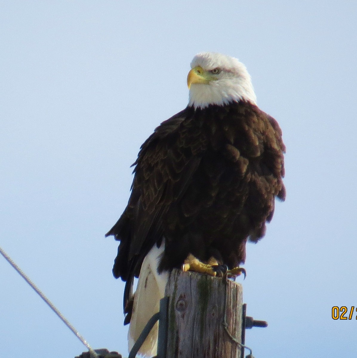 Bald Eagle - pamela hoyland