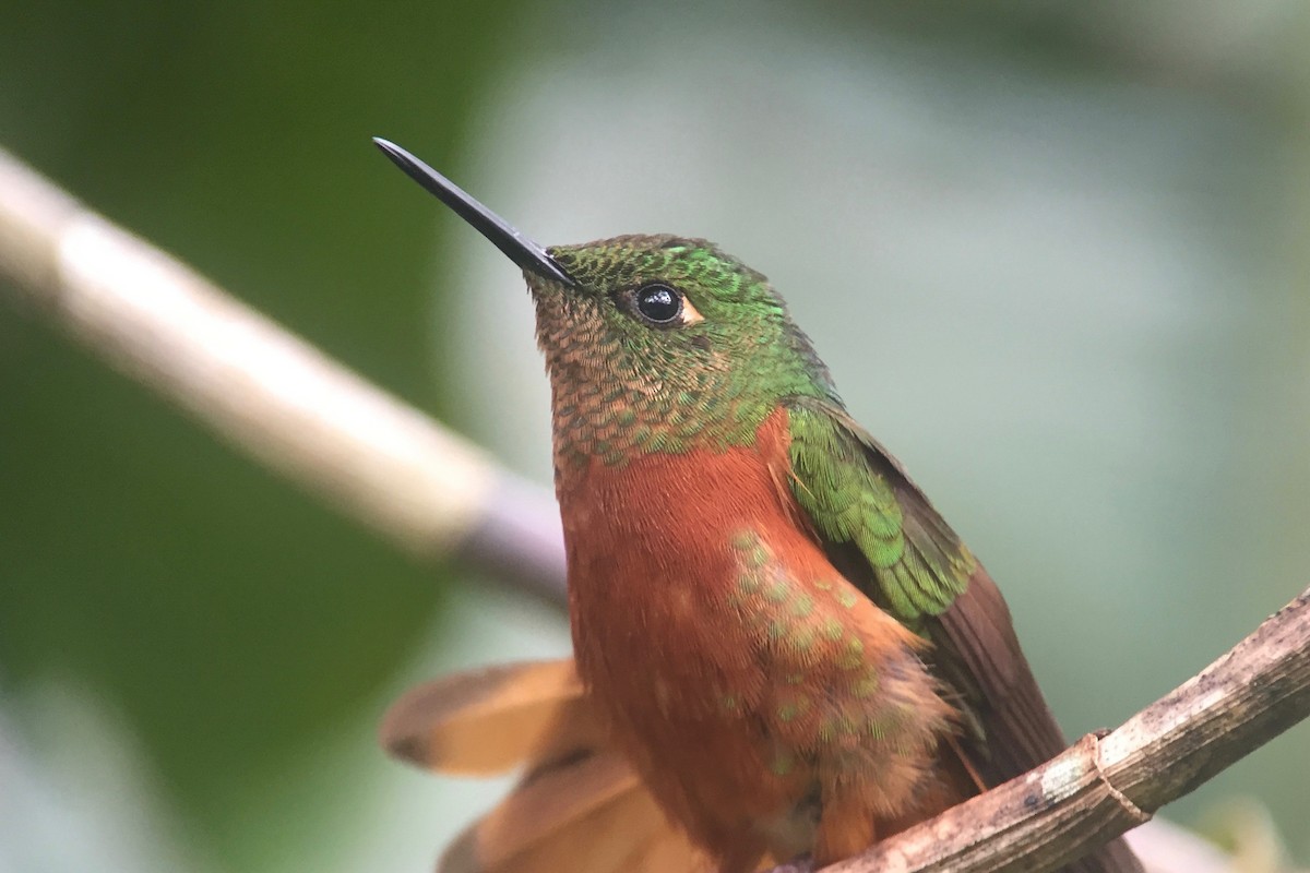 kolibřík peruánský - ML246888731