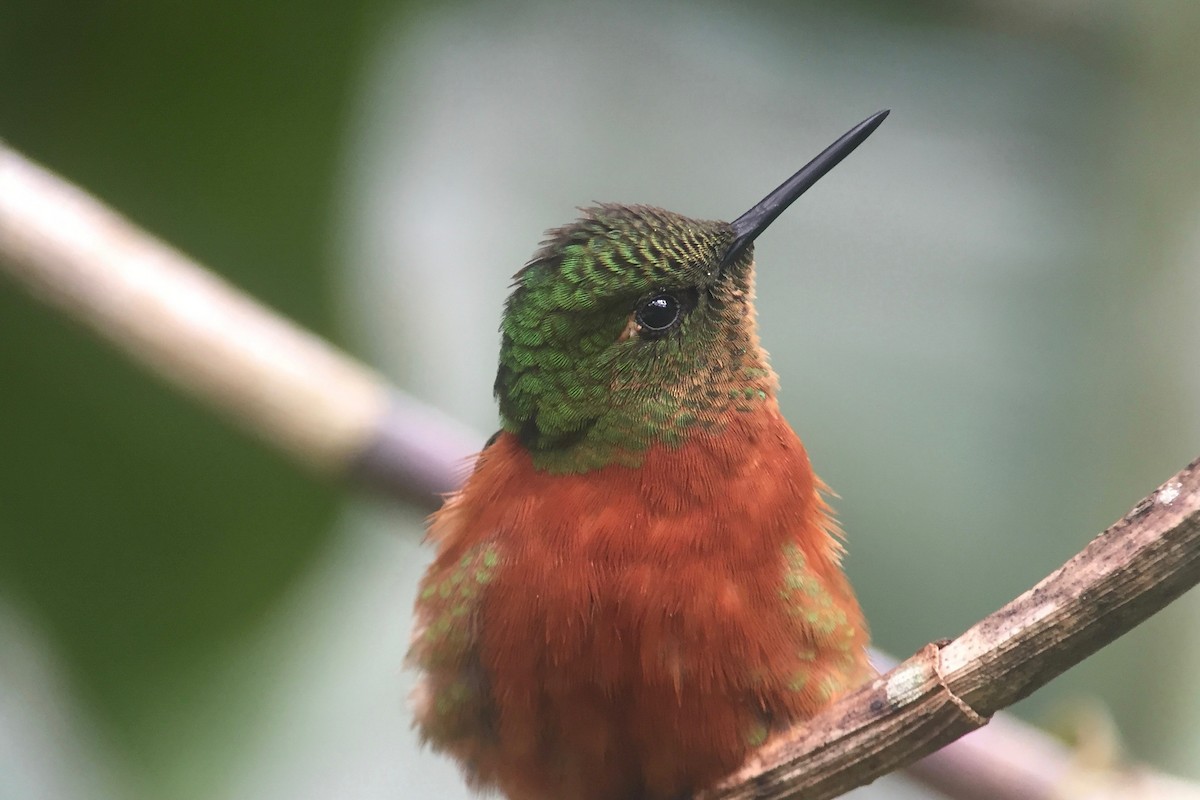 kolibřík peruánský - ML246888751