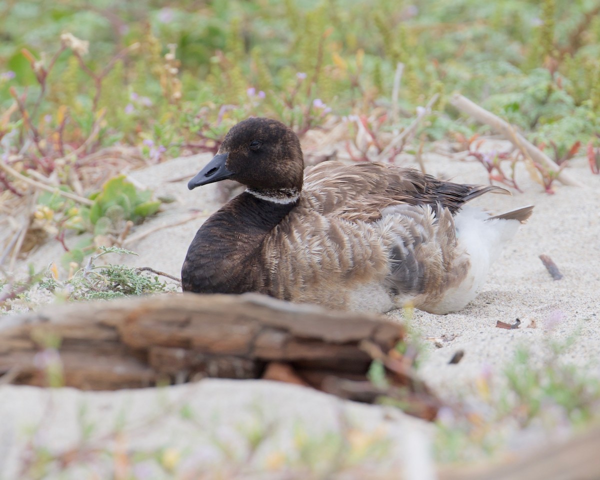 Brant - ML246889661