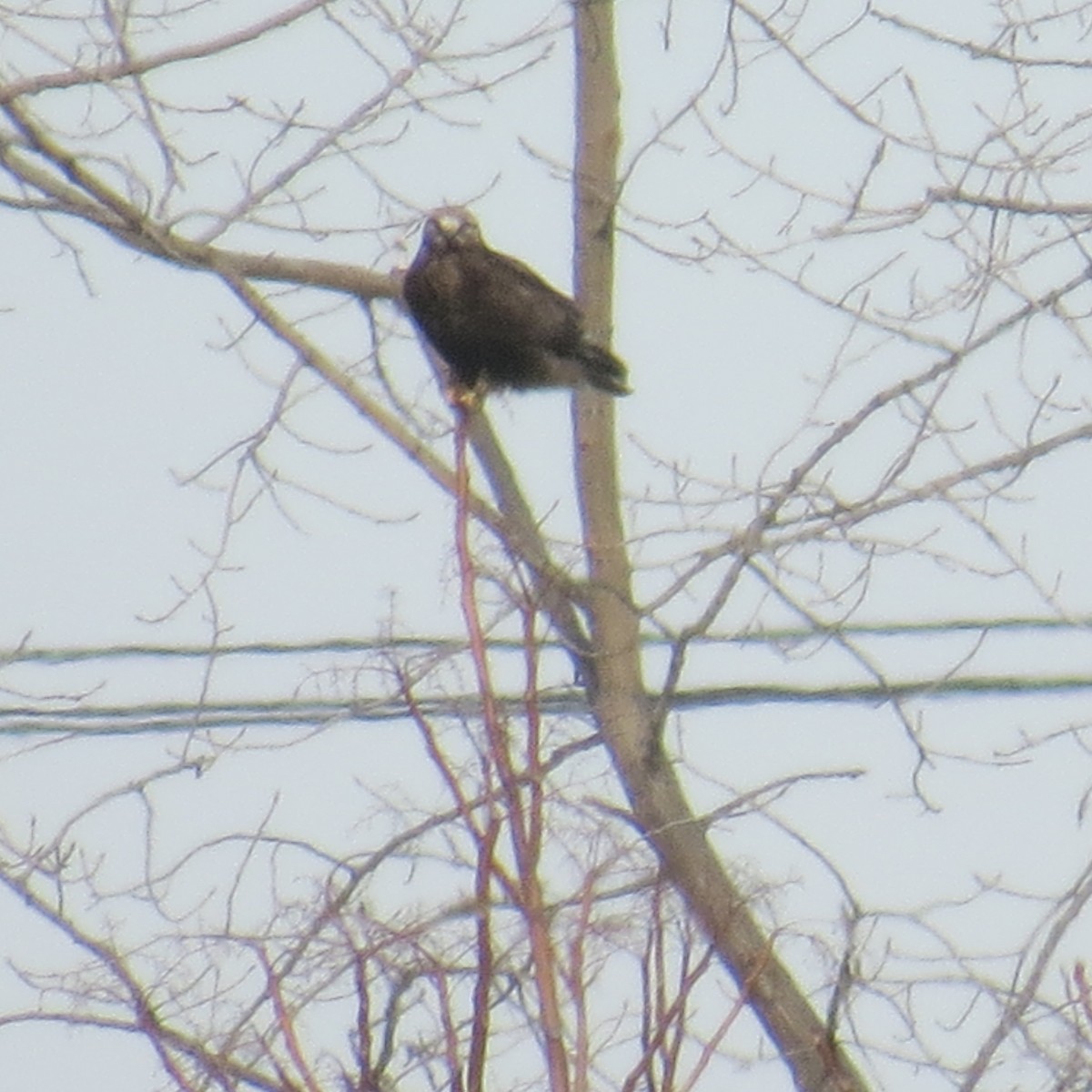 Rough-legged Hawk - ML24689021