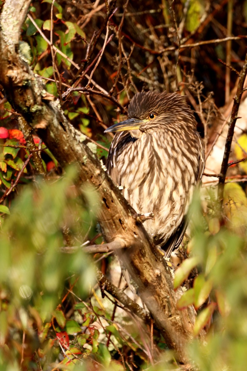 夜鷺 - ML246891931