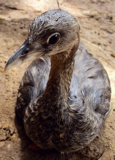 Pied-billed Grebe - ML246892451