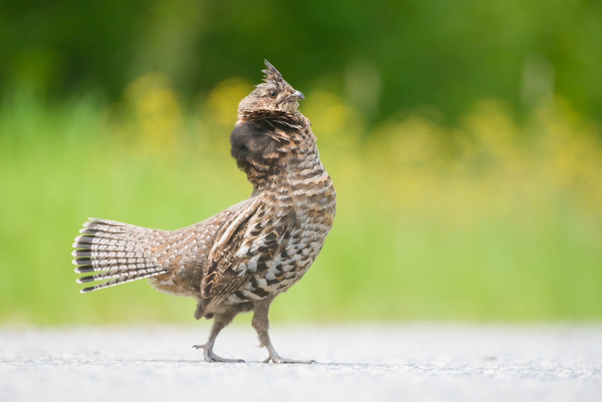 Ruffed Grouse - Cassidy Ficker