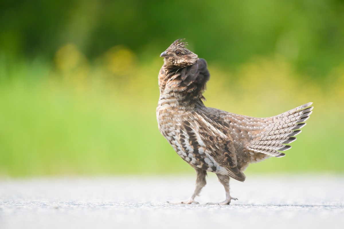 Ruffed Grouse - Cassidy Ficker