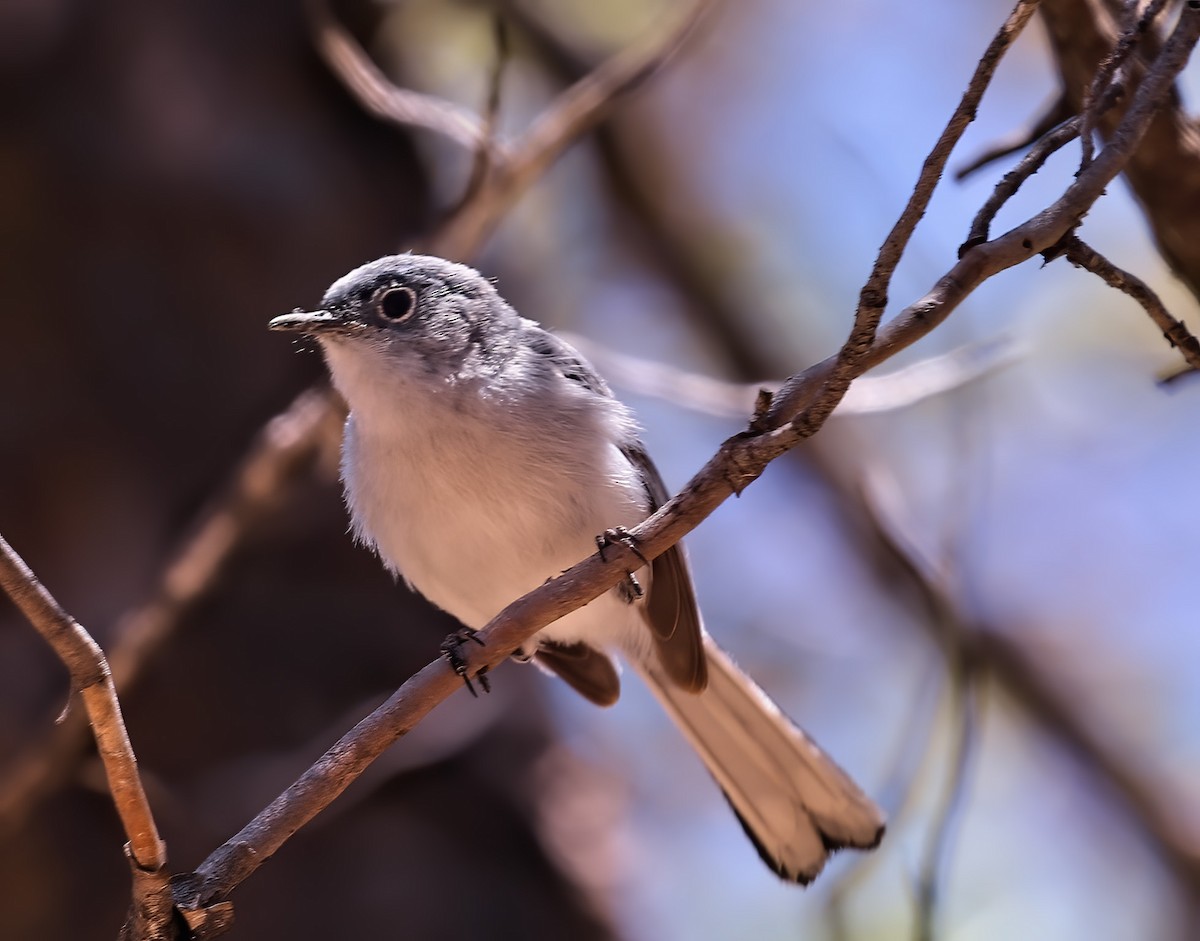 Blue-gray Gnatcatcher - Joelle Buffa Clyde Morris