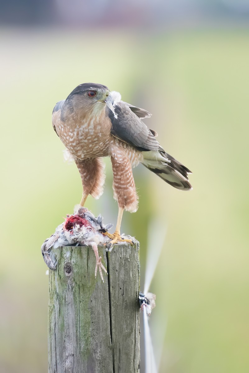 Cooper's Hawk - Cassidy Ficker