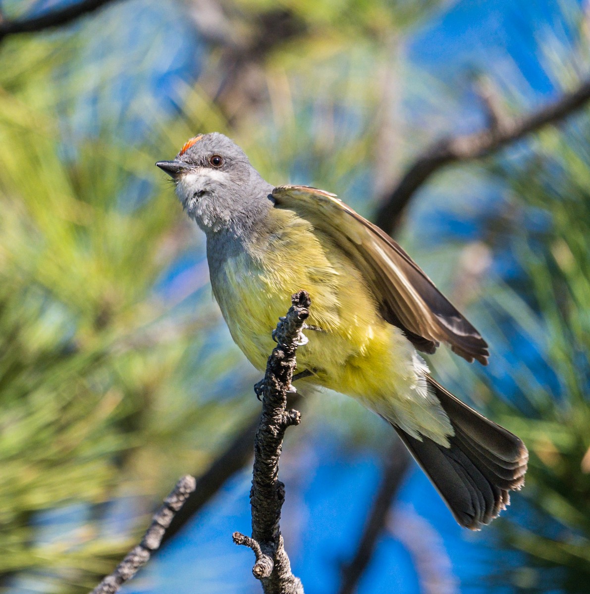 Cassin's Kingbird - Jim Merritt