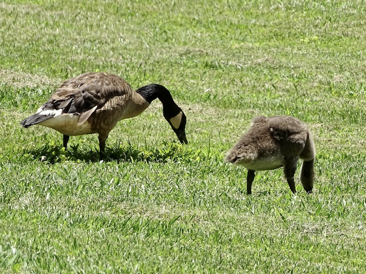 Canada Goose - ML246899831