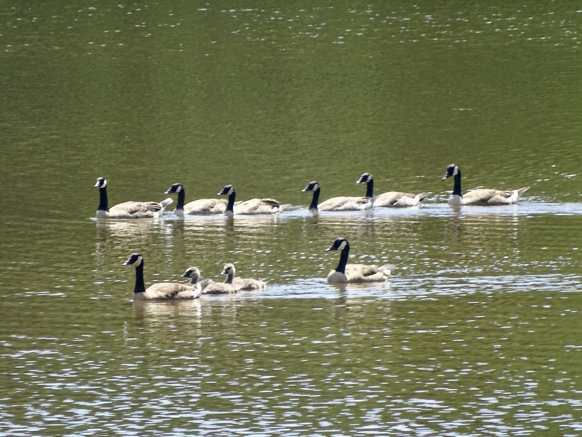 Canada Goose - ML246899861