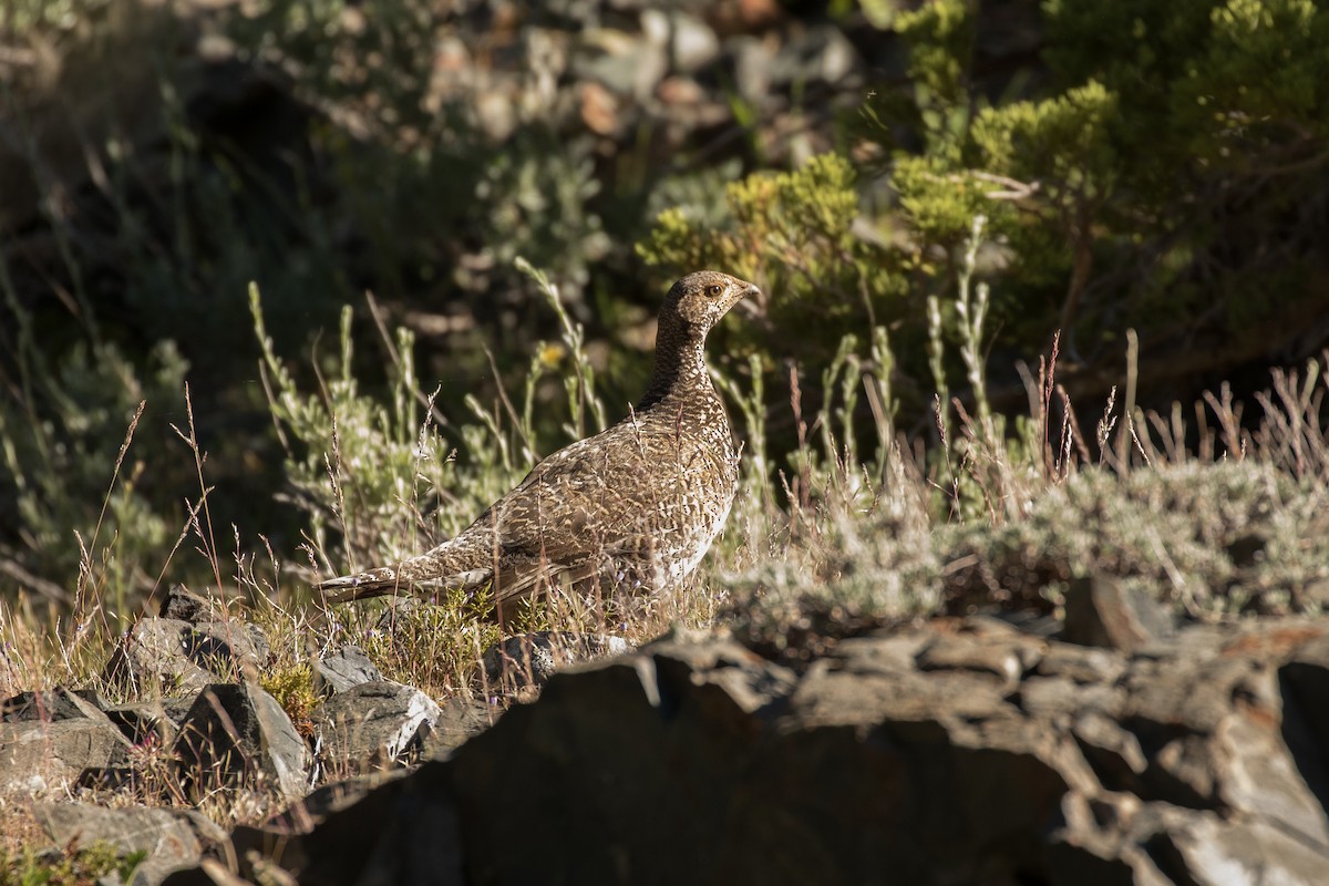 Sooty Grouse - ML246900751