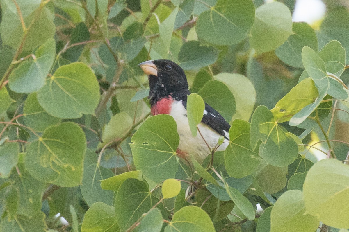 Rose-breasted Grosbeak - ML246900861