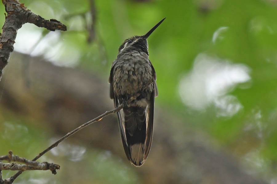 Blue-throated Mountain-gem - Troy Hibbitts