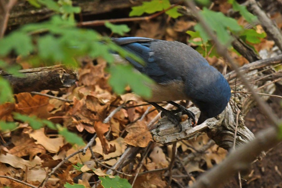 Mexican Jay - ML246901741