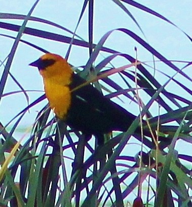 Yellow-headed Blackbird - ML246902941