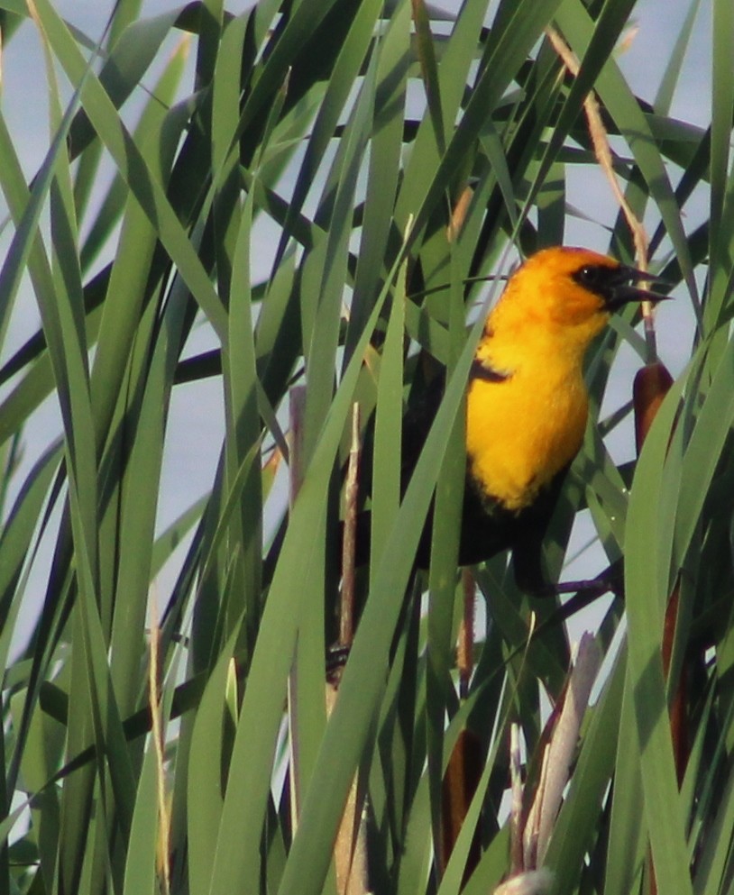 Yellow-headed Blackbird - ML246902951