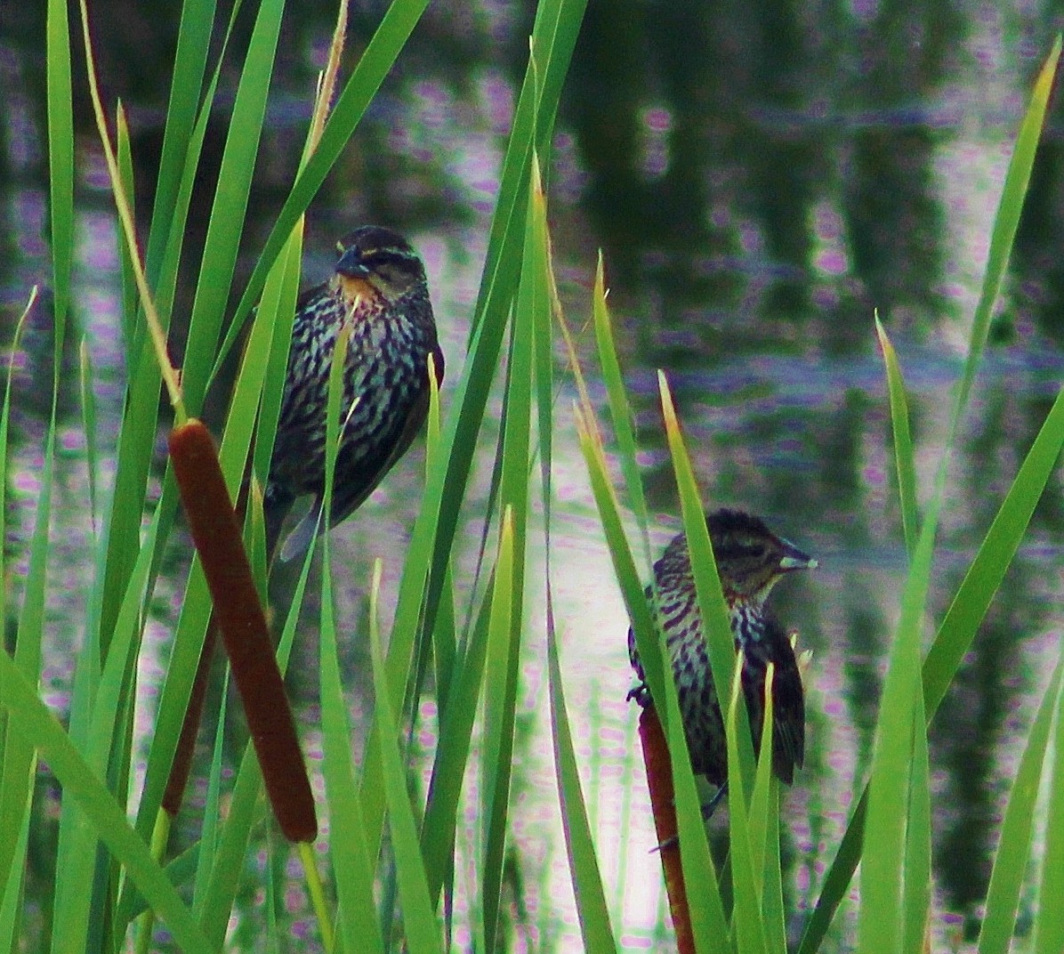 Red-winged Blackbird - ML246903031