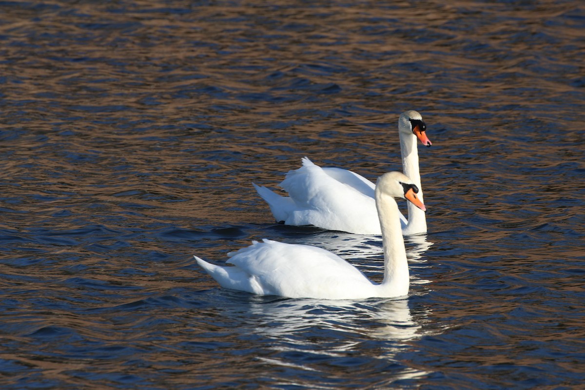 Cygne tuberculé - ML24690311