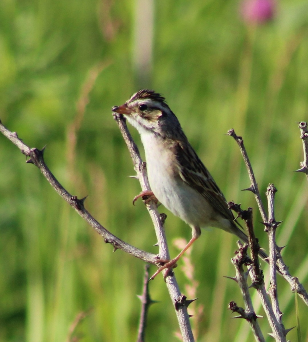 Clay-colored Sparrow - ML246903201