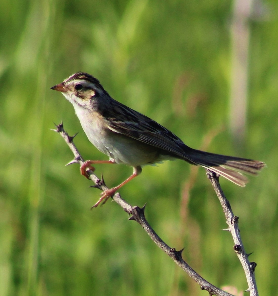 Clay-colored Sparrow - ML246903211